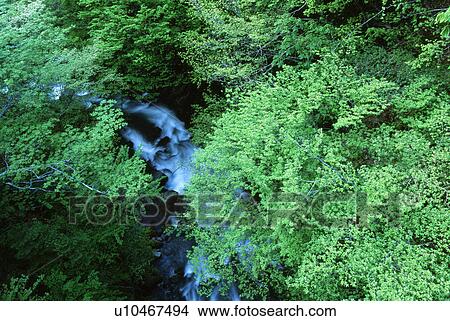 Picture - Waterfall surrounded by green trees. Fotosearch