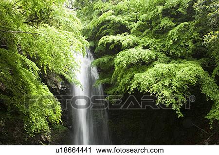 Waterfall surrounded by green trees View Large Photo Image Stock Image - Waterfall surrounded by green trees. Fotosearch