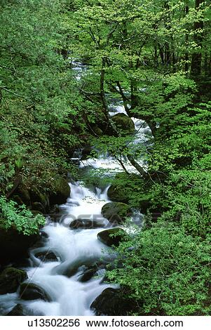 Stock Photograph - Waterfall surrounded by green trees. Fotosearch
