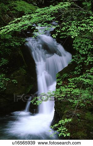 Stock Photo - Waterfall with trees. Fotosearch