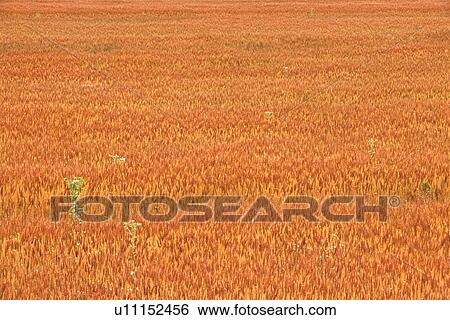 Stock Photograph - Wheat field. Fotosearch