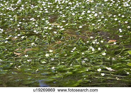 Stock Photo - White flowers floating on a pond. Fotosearch