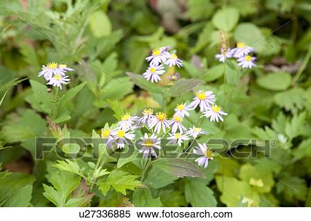 Stock Photography - White tatarian aster flowers. Fotosearch