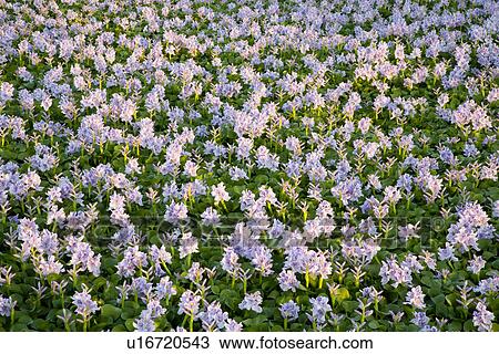 Stock Image - White water hyacinth flowers. Fotosearch