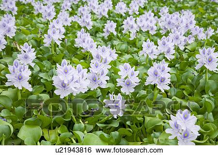 White water hyacinth flowers View Large Photo Image Stock Photograph - White water hyacinth flowers. Fotosearch