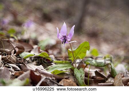 Wilted purple dogtooth violet flower View Large Photo Image Stock Photography - Wilted purple dogtooth violet flower. Fotosearch