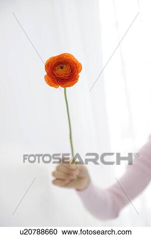 Stock Image - Woman holding orange ranunculus. Fotosearch