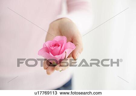 Stock Image - Woman holding pink rose. Fotosearch