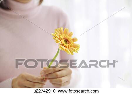 Woman holding yellow gerbera View Large Photo Image Stock Image - Woman holding yellow gerbera. Fotosearch