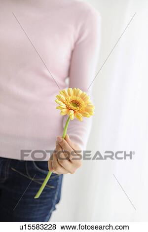 Stock Photo - Woman holding yellow gerbera. Fotosearch