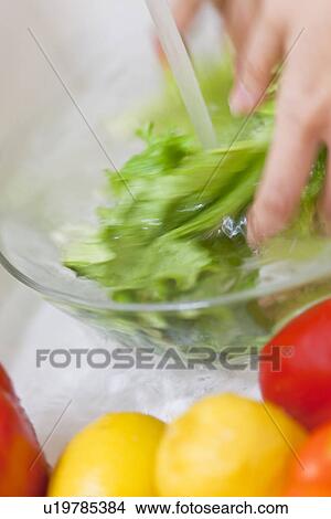 Picture - Woman washing lettuce. Fotosearch