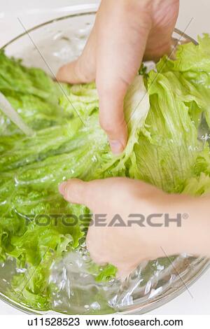 Woman washing lettuce View Large Photo Image Stock Image - Woman washing lettuce. Fotosearch