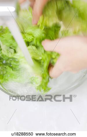 Woman washing lettuce View Large Photo Image Stock Image - Woman washing lettuce. Fotosearch