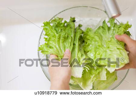 Woman washing lettuce View Large Photo Image Stock Photo - Woman washing lettuce. Fotosearch