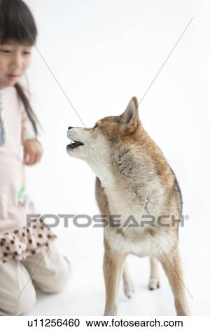 Young girl with a dog View Large Photo Image Stock Image - Young girl with a dog. Fotosearch