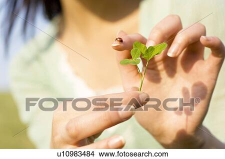 Picture - Young women holding ladybug on finger. Fotosearch