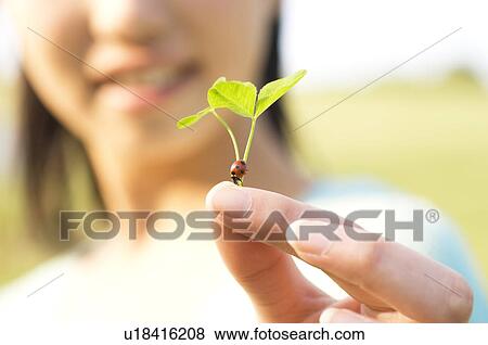 Young women holding ladybug on leaf View Large Photo Image Stock Photo - Young women holding ladybug on leaf. Fotosearch