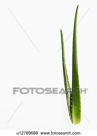 Aloe Vera plant View Large Photo Image Stock Photo - Aloe Vera plant. Fotosearch