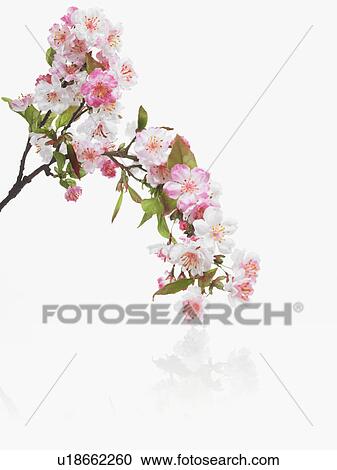 Apple blossoms View Large Photo Image Stock Image - Apple blossoms. Fotosearch