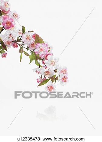 Apple blossoms View Large Photo Image Stock Photo - Apple blossoms. Fotosearch