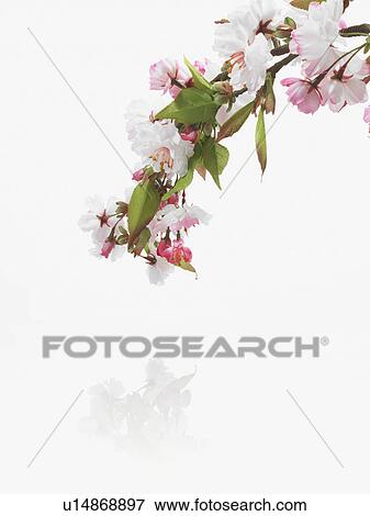 Apple blossoms View Large Photo Image Stock Photo - Apple blossoms. Fotosearch