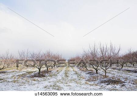 Stock Photography - Apple orchard in winter. Fotosearch