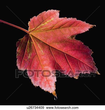 Stock Photo - Autumn leaf. Fotosearch