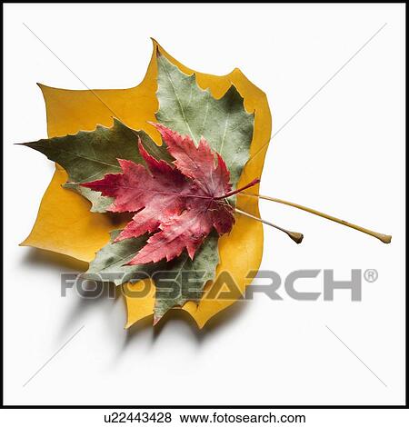 Autumn leaves View Large Photo Image Stock Photo - Autumn leaves. Fotosearch