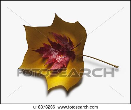 Autumn leaves View Large Photo Image Stock Photograph - Autumn leaves. Fotosearch