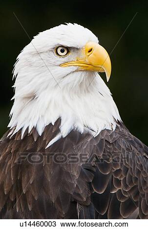 Stock Image - Bald eagle. Fotosearch