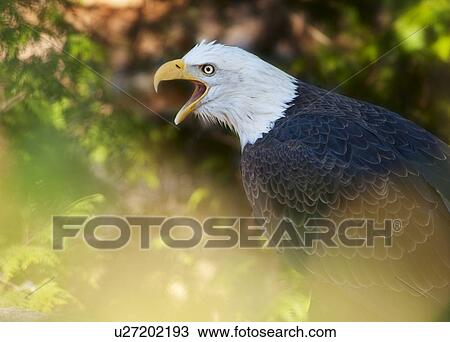 Bald eagle View Large Photo Image Stock Image - Bald eagle. Fotosearch