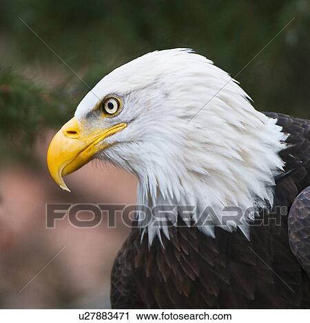 Stock Image - Bald eagle. Fotosearch
