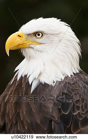 Stock Photo - Bald eagle. Fotosearch