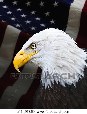 Bald eagle View Large Photo Image Stock Photo - Bald eagle. Fotosearch