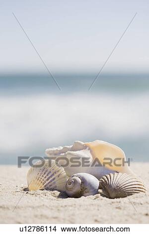 Beach shells View Large Photo Image Picture - Beach shells. Fotosearch