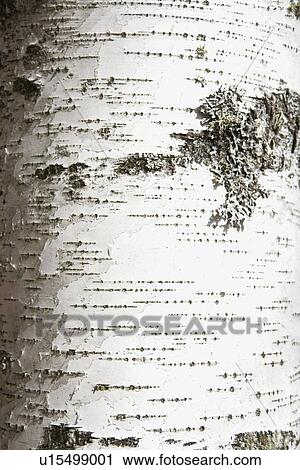 Stock Image - Birch bark. Fotosearch