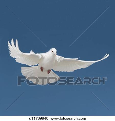 Stock Image - Bird. Fotosearch