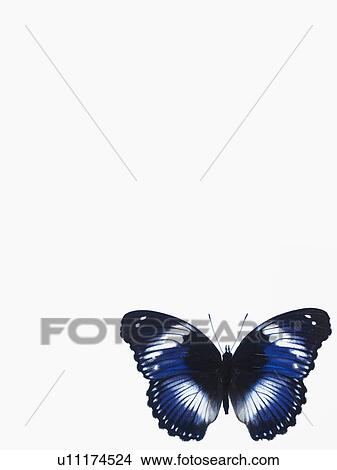 Picture - Butterfly. Fotosearch