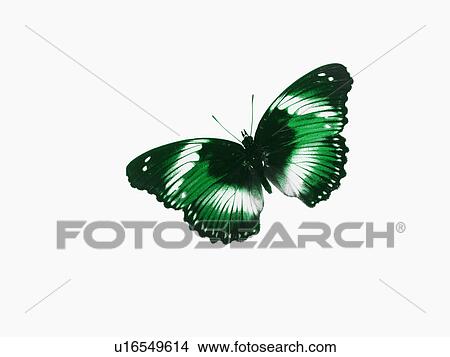 Picture - Butterfly. Fotosearch