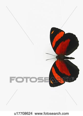 Picture - Butterfly. Fotosearch