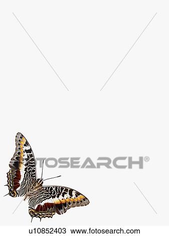 Stock Image - Butterfly. Fotosearch