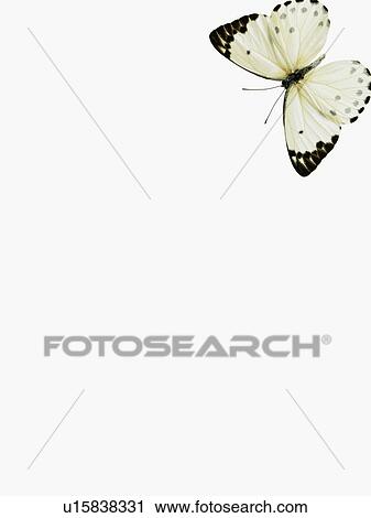 Stock Image - Butterfly. Fotosearch