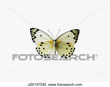Stock Image - Butterfly. Fotosearch