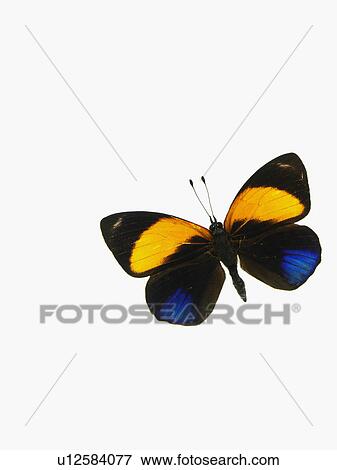 Stock Photo - Butterfly. Fotosearch