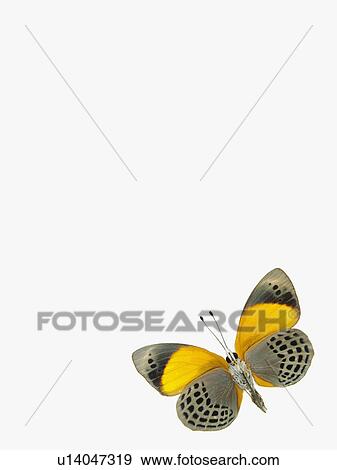 Butterfly View Large Photo Image Stock Photo - Butterfly. Fotosearch