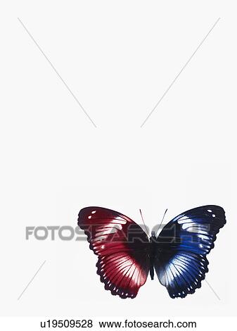Butterfly View Large Photo Image Stock Photo - Butterfly. Fotosearch