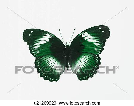 Butterfly View Large Photo Image Stock Photo - Butterfly. Fotosearch