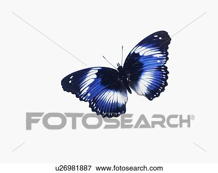 Butterfly View Large Photo Image Stock Photo - Butterfly. Fotosearch