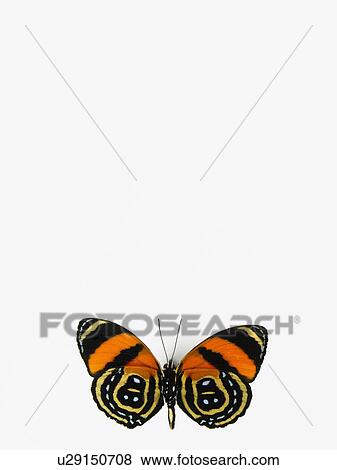 Butterfly View Large Photo Image Stock Photo - Butterfly. Fotosearch