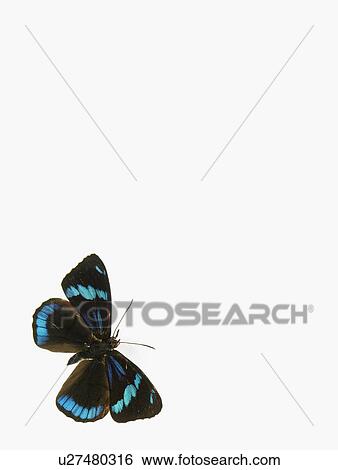 Stock Photograph - Butterfly. Fotosearch